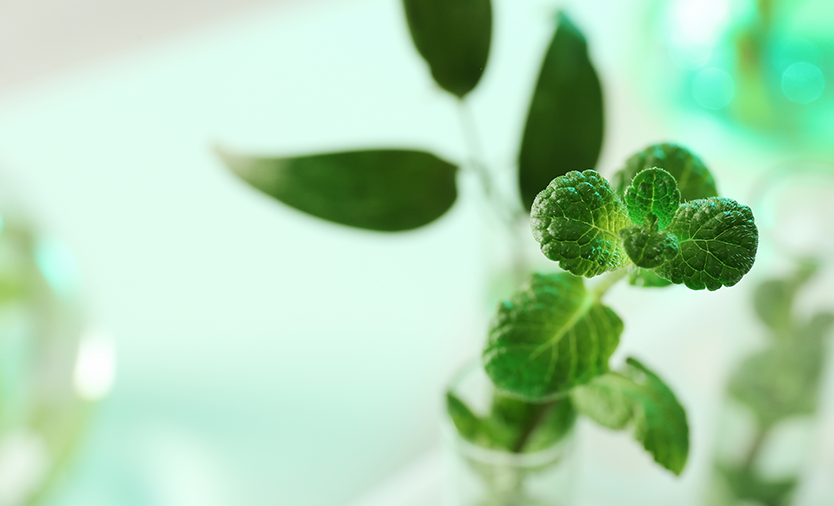 DNA analysis Agriculture plants